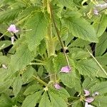 Cleome houtteana چھال