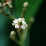 Exothea paniculata Λουλούδι