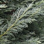 × Hesperotropsis leylandii Leaf