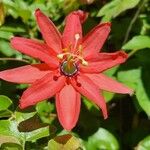 Passiflora manicataBloem