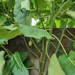 Solanum betaceum Fruit