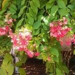 Combretum indicum Flor