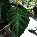 Philodendron verrucosum Blad