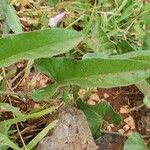 Ipomoea mombassana Leaf