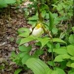 Cypripedium montanum Blomst