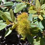 Chrysolepis sempervirens Fruit