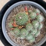 Rebutia minuscula Yaprak