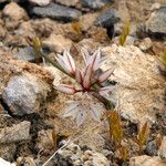 Allium atrorubens Blomma