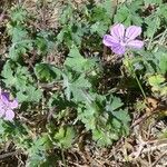 Geranium albanum Yeri