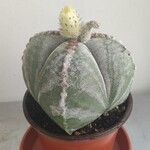 Astrophytum myriostigma葉