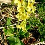 Primula elatiorÕis