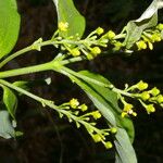 Bunchosia nitida Flower