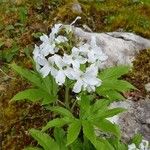 Cardamine heptaphyllaKvet