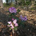 Rhododendron selense Квітка