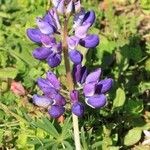 Lupinus variicolor ᱵᱟᱦᱟ