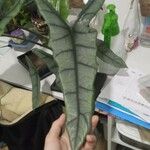 Alocasia longiloba Leaf