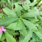 Talinum fruticosum Leaf