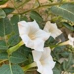 Datura innoxia Blüte