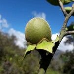 Diospyros samoensis Fruit