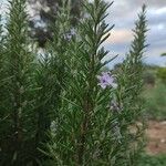 Salvia rosmarinusFlower