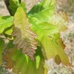 Quercus bicolor Leaf