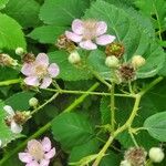 Rubus armeniacusLorea