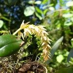 Bulbophyllum nutans Flower