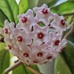 Hoya carnosa Kvet