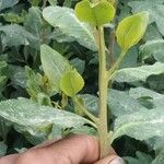 Catha edulis Φύλλο