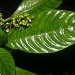 Notopleura anomothyrsa Flower