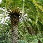 Phoenix canariensis Kabuk