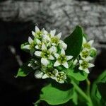 Comandra umbellata Habit