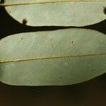 Hymenolobium flavum Leaf