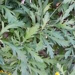 Euryops chrysanthemoides Folio