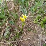 Gagea fragifera 花