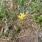 Gagea fragifera Flower