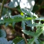 Scrophularia lucida Other