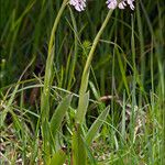 Platanthera clavellata 形態