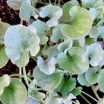 Dichondra argentea Φύλλο