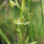 Platanthera algeriensis ফুল