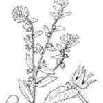 Alkanna lutea Other