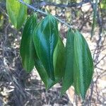 Strychnos madagascariensis Fulla