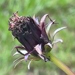 Cosmos atrosanguineusFruitua