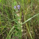 Scutellaria drummondii Yeri