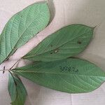 Cordia sprucei Leaf