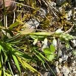 Polygala amarella Folha