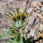 Tolpis umbellata Floare