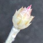 Xeranthemum inapertum Flower