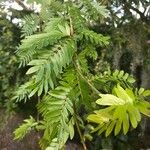 Calliandra surinamensis Feuille