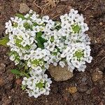 Hornungia alpina Flower